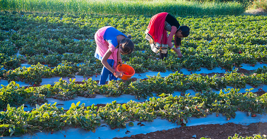 Hands-On: DIY Mini-Garden You Can Start in a Snack Box